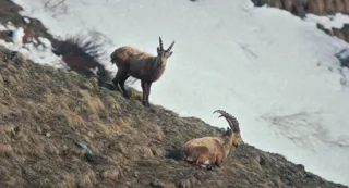 afb1a5517da40a4d732b5a7a9dfb96e5