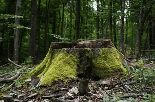 Generation-Change-Baum-csuedwind